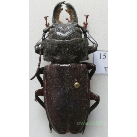 Mallodon downesi (Lameere, 1902) male Kenia 57mm15